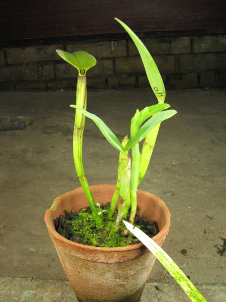 Cattleya Walkerinter.jpg