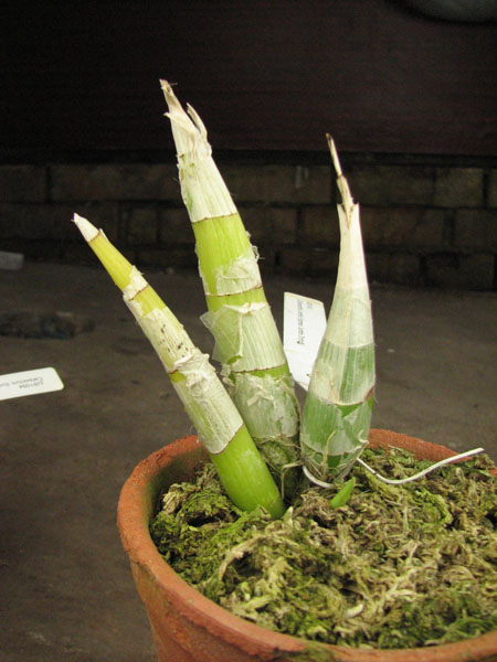 Catasandra Jumbo Express 'Jumbo Orchids'.jpg