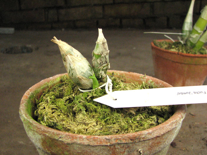 Catasetum Susan Fuch 'Jumbo'.jpg