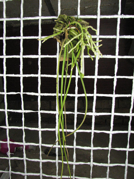 Seidenfadenia mitrata.jpg