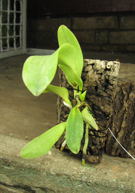 Cattleya dowiana rosea x self.jpg