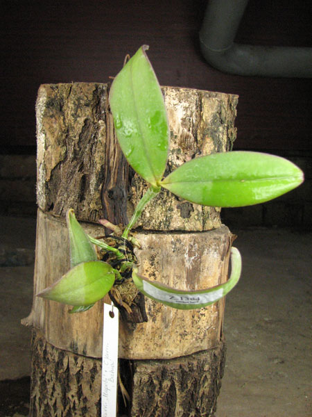 Cattleya kerrii 'Itapebi' x Cattleya kerrii 'Bahia'.jpg