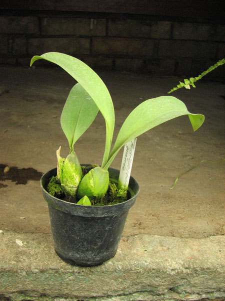 Rossioglossum grande.jpg