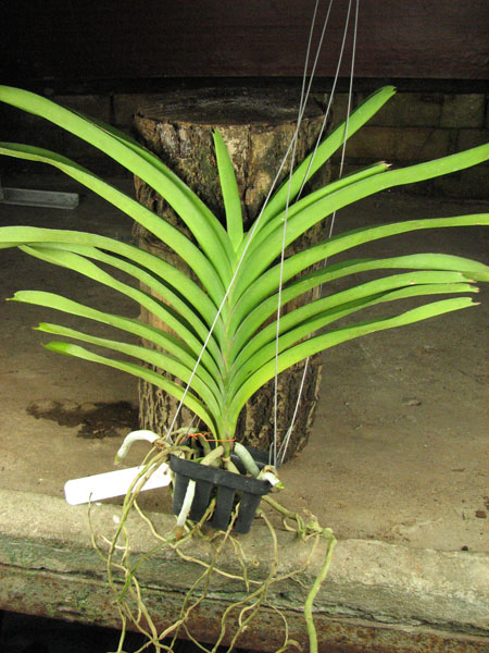 Vanda Robert Delight 'Blue Black'.jpg