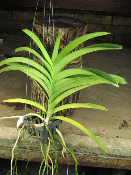 Vanda Kultana Delight x Vanda Banghieckhan Blue x Vanda DrAnek.jpg