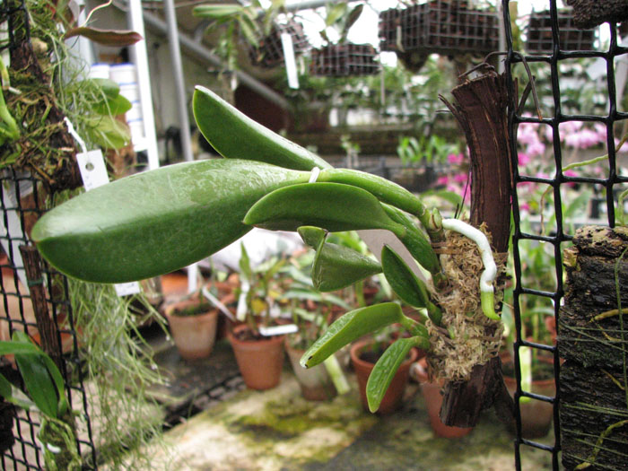 Laelia jongheana alba (Z-88) x Laelia jongheana suavissima.jpg