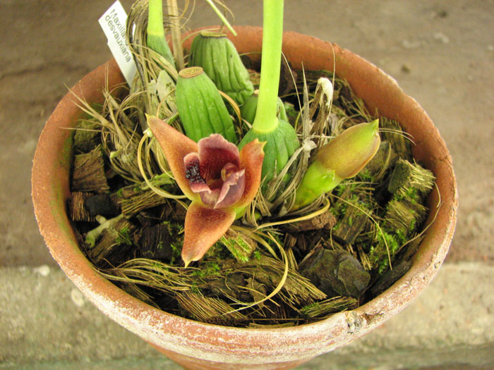 Maxillaria desvauxiana.jpg