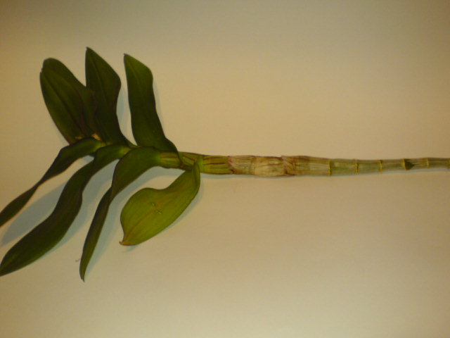 DSC00439.JPG