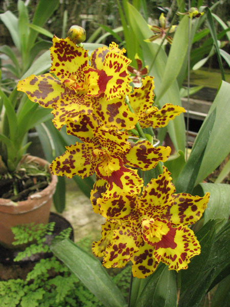 Odontocidium Hansueli Isler.jpg
