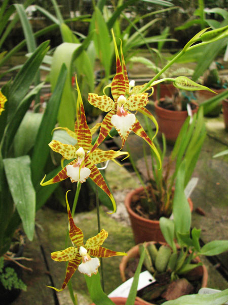 Rhynchostele cordatum.jpg