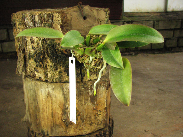 Laelia alaori escura x self.jpg