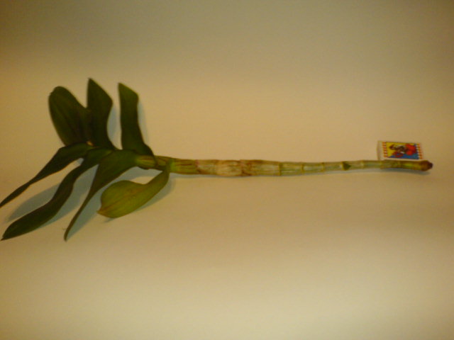 DSC00440.JPG