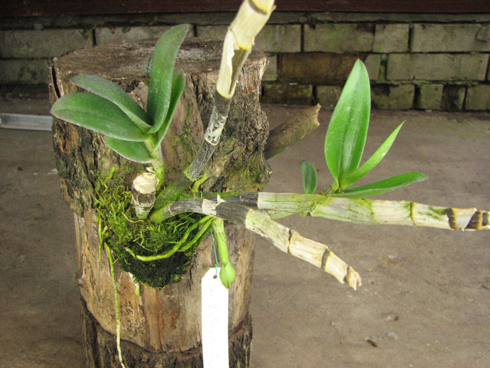 Dendrobium Kultana Beauty.jpg