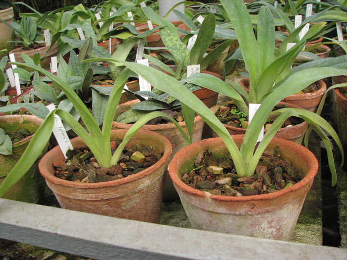 Paphiopedilum lowii.jpg