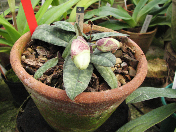 Paphiopedilum bellatulum.jpg