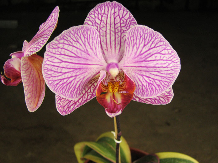 Phalaenopsis Matou Stripe 'M'.jpg