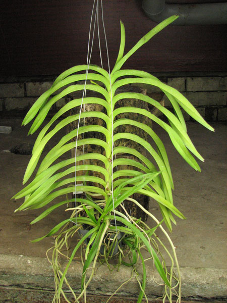 Vanda lamellata x Vanda Kultana Fragrance.jpg