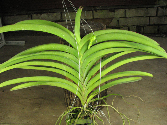 Ascocenda Phairot x Ascocenda Yip-Gua Chia Long.jpg