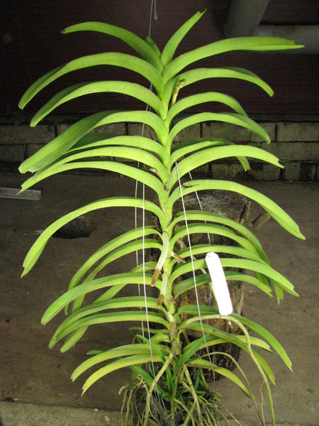 Vanda Kultana Gold x Vanda tessellata.jpg