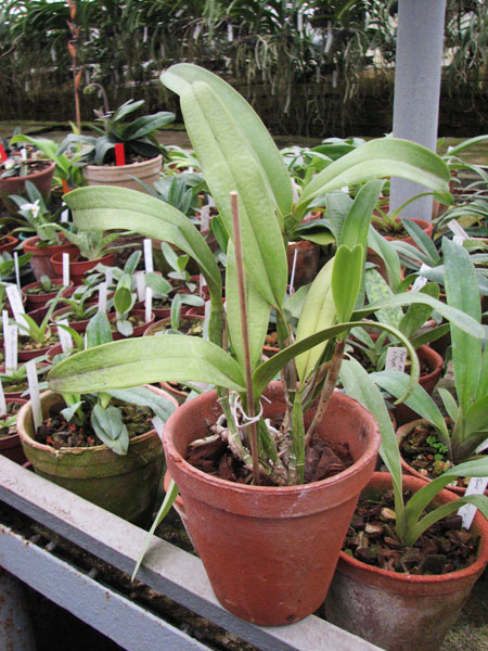 Coilostylis ciliaris.jpg