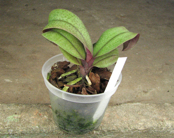 Renanthera citrina x Phalaenopsis schilleriana.jpg