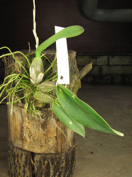 Laelia aurea.jpg