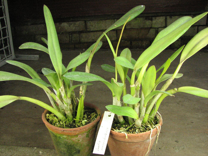 Laelia macrobulbosa.jpg