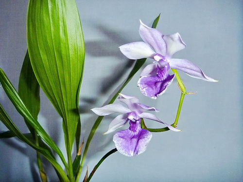 Zyg Blue Angel_2.jpg