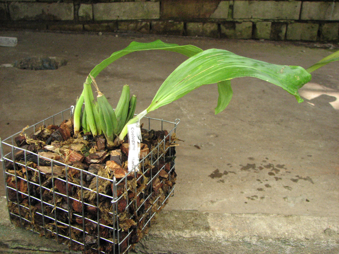 Coelogyne usitana.jpg