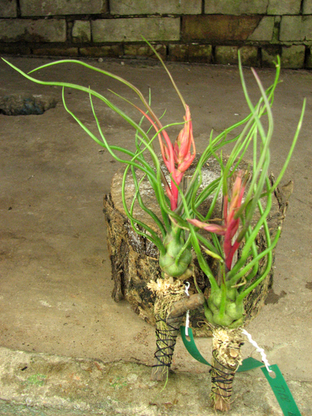 Tillandsia bulbosa.jpg