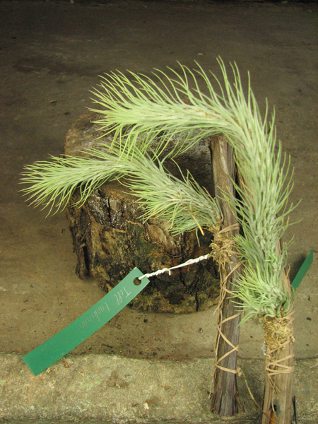 Tillandsia funkiana.jpg