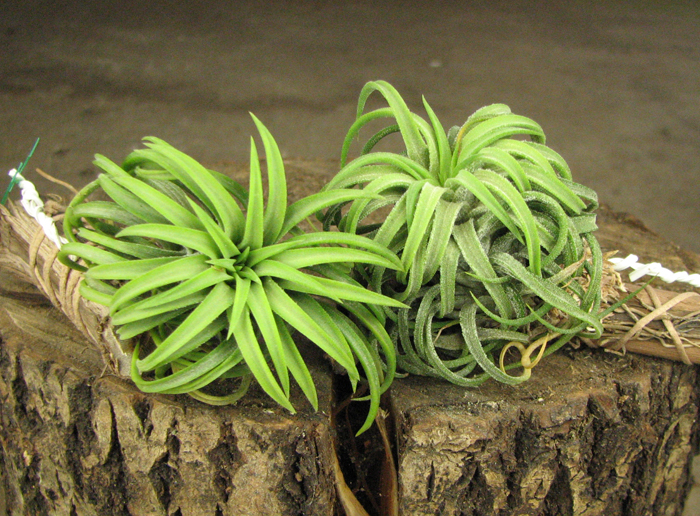 Tillandsia ionantha.jpg