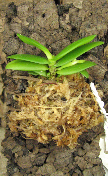 Haraella retrocalla.jpg