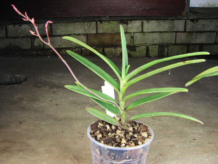 Renanthera monachica.jpg