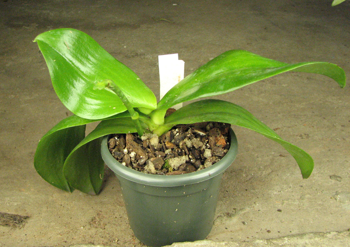 Phalaenopsis amboinensis 'Nicole'.JPG
