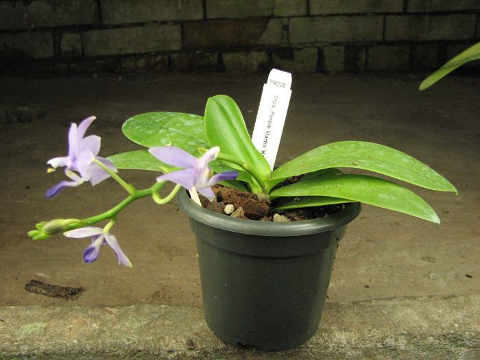 Doritaenopsis Purple Martin 'Kung Sir'.jpg