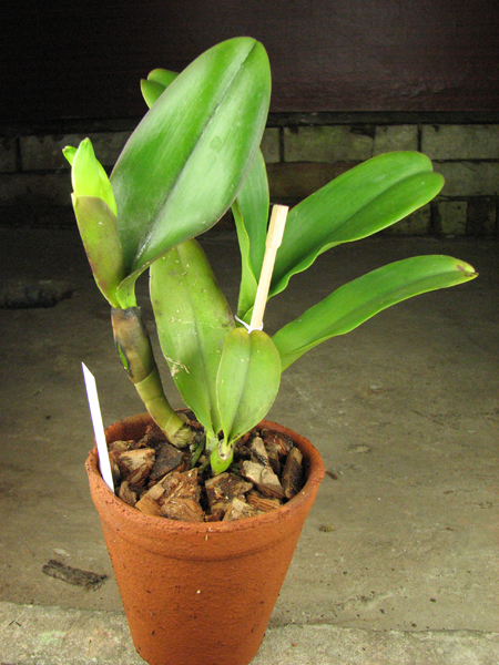 Brassolaeliocattleya Haadyai Delight 'Bangprom Gold'.jpg