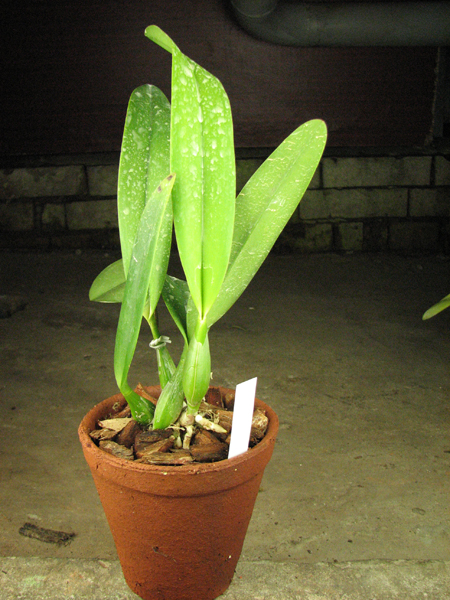 Laeliocattleya Ballet Folklorico 'Eloquence'.jpg