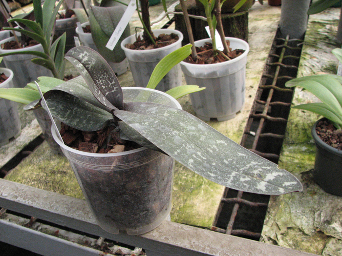 Phalaenopsis schilleriana.jpg