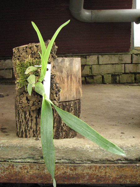 Prosthechea vitellina.jpg