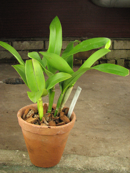 Epicattleya Siam Jade 'Avo'.JPG