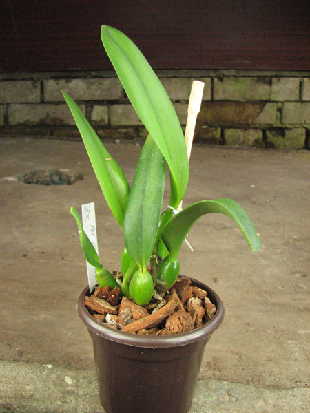 Potinara Angel Kiss 'No5'.jpg