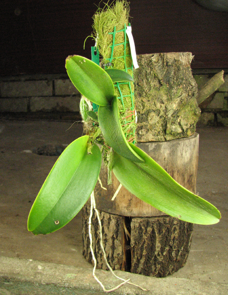 Cattleya Sea Breeze 'Blue Ribbon'.jpg