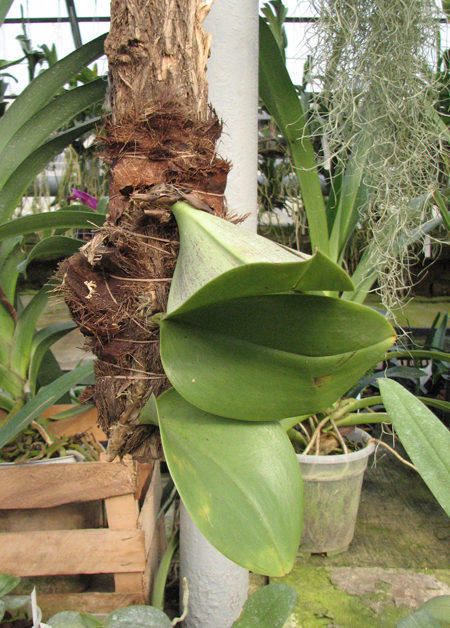 Bulbophyllum beccarii.jpg