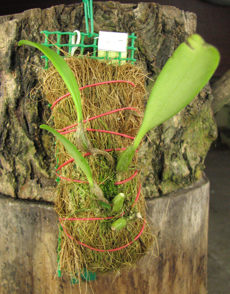 Bulbophyllum wendlandianum.jpg