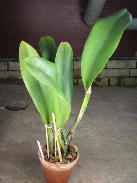 Brassolaeliocattleya Sanyung Ruby 'Kuang Lung' (Waianae Coast x Chia Lin).jpg