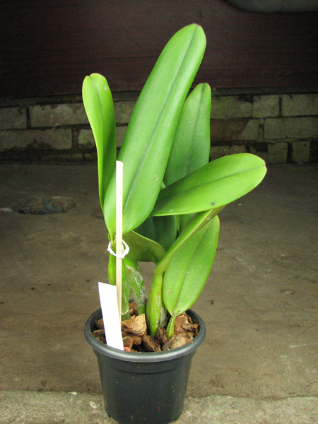 Brassolaeliocattleya Orange Show 'Cloud Forest'.jpg