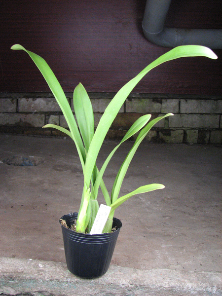 Oncidium Jiuhbao Gold 'Tainan'.jpg