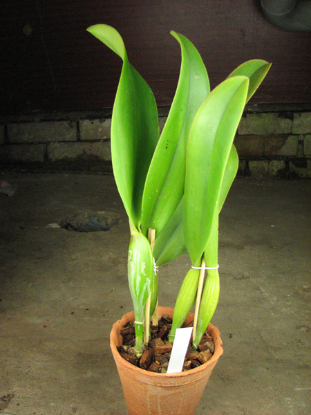 Brassolaeliocattleya Chia Lin 'New City' (Oconee x Maitland).jpg