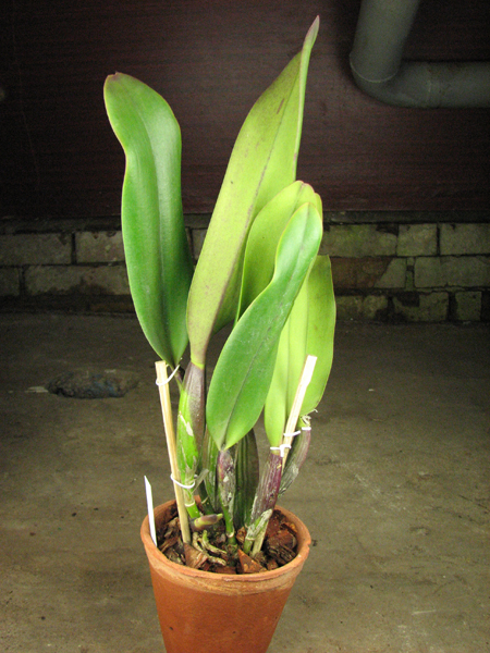 Brassolaeliocattleya King of Taiwan 'Ta-Hsin' (Bryce Canyon x Purple Ruby).jpg